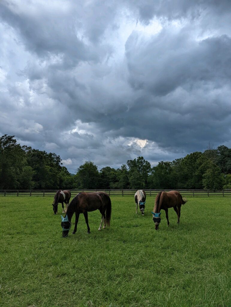 Dovetail Farm Horse Boarding