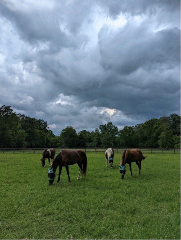 top 3 horse boarding facilities near Atlanta